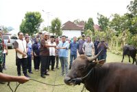 Bupati Halbar, James Uang saat menyerahkan sapi qurban kepada camat secara simbolis (foto/ghez)