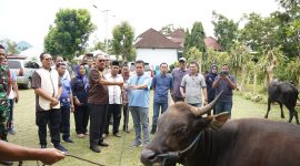Bupati Halbar, James Uang saat menyerahkan sapi qurban kepada camat secara simbolis (foto/ghez)