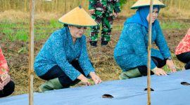 Tampak Ketua TP-PKK Halbar Meri Popala Uang bersama Ketua TP-PKK Malut, Darmawati Samsuddin saat melakukan penanaman pohon rica 