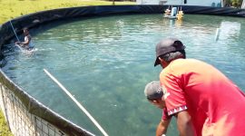 Potret Pengurus Bumdes Jiko Banau Desa Tuada saat melakukan penebaran benur Udang Vaname (Dok/Ist)